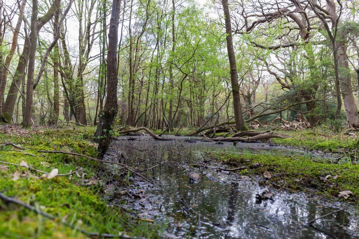 best forests in england