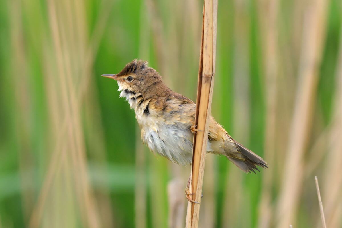 Free National Nature Reserves in England