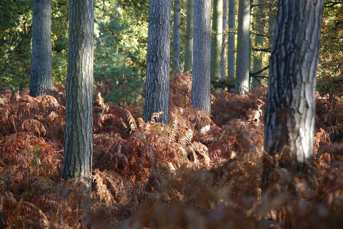 amazing forest in england