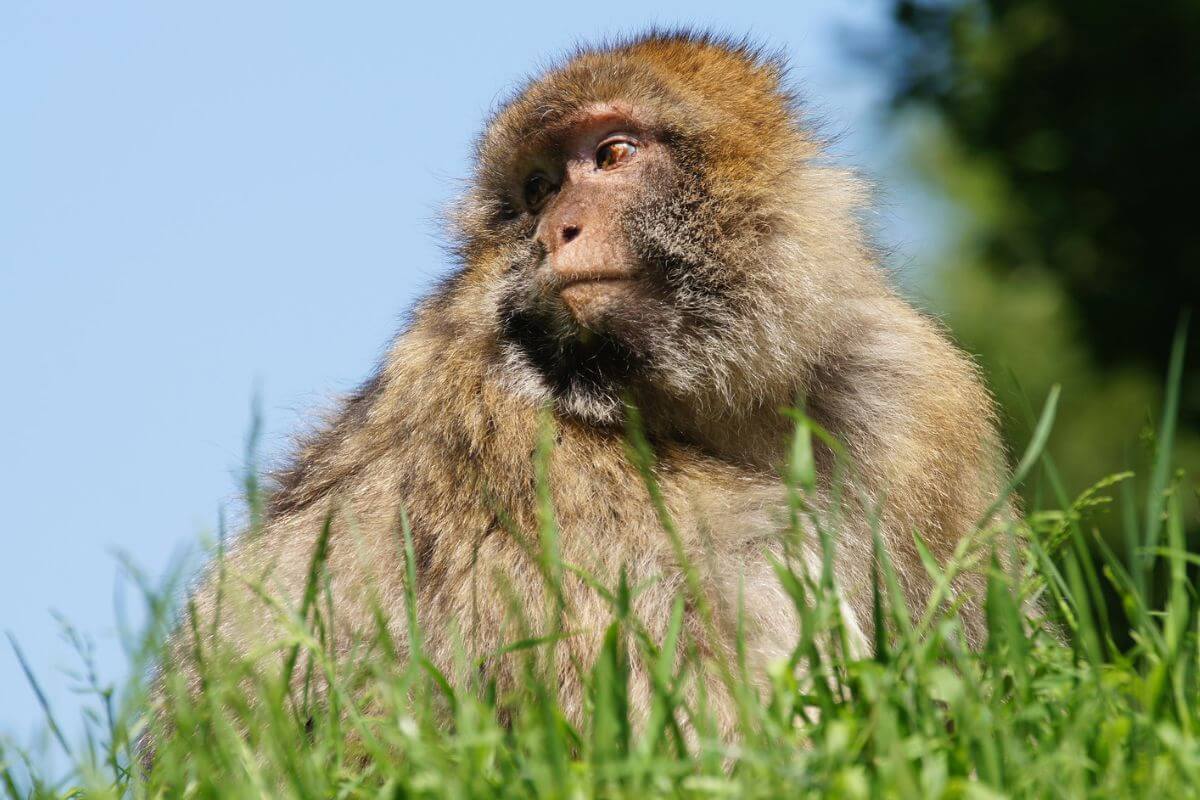 Day trip from Birmingham to Trentham Monkey Forest