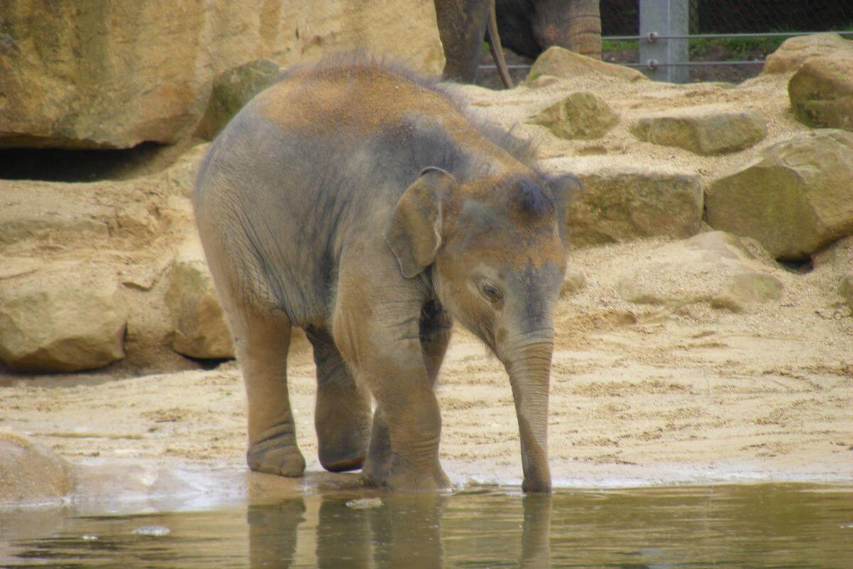 Day out to Twycross Zoo from Birmingham