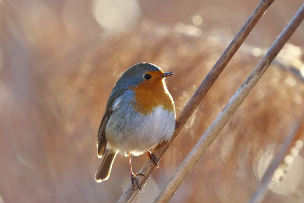 garden birds in england