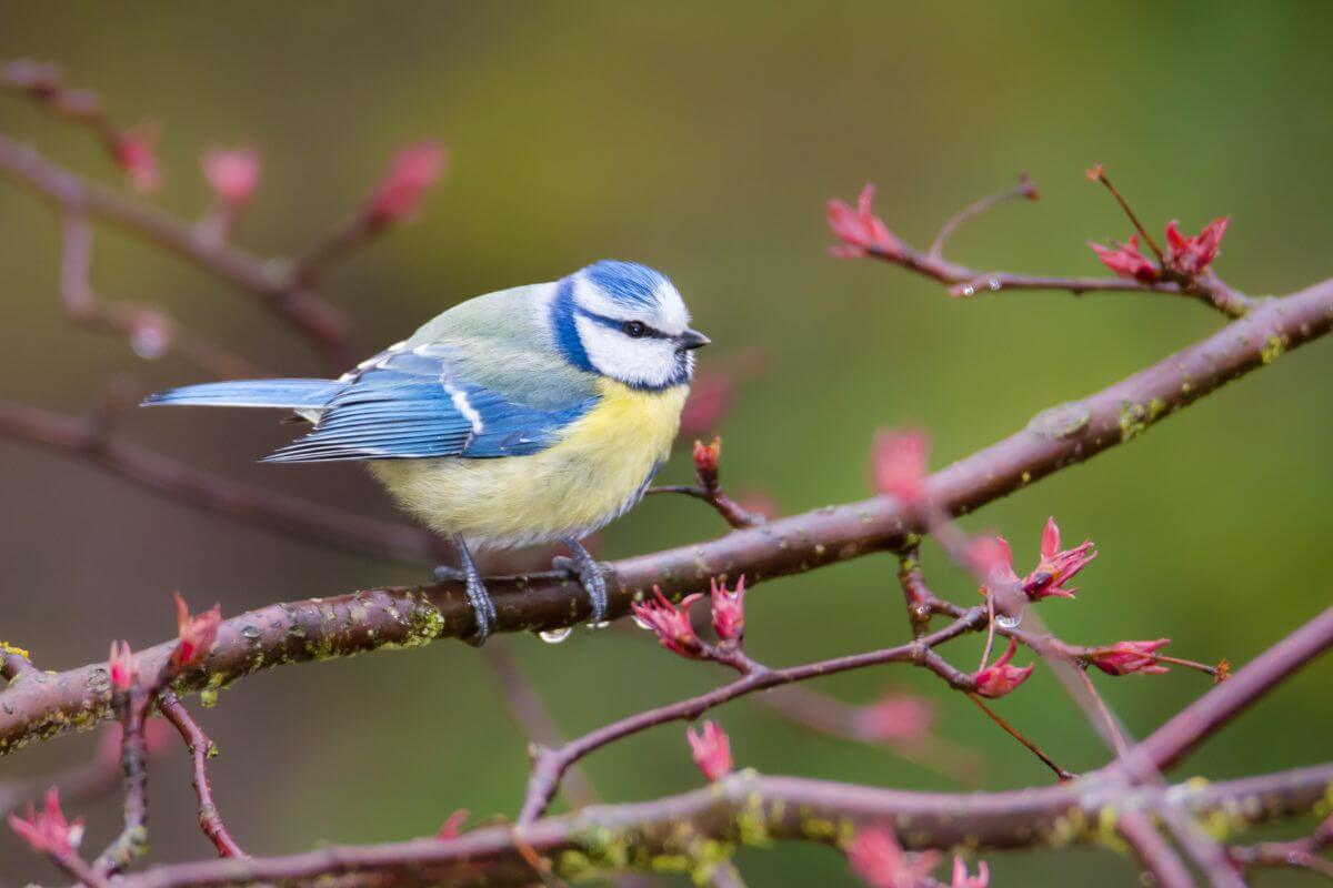 england blue tit