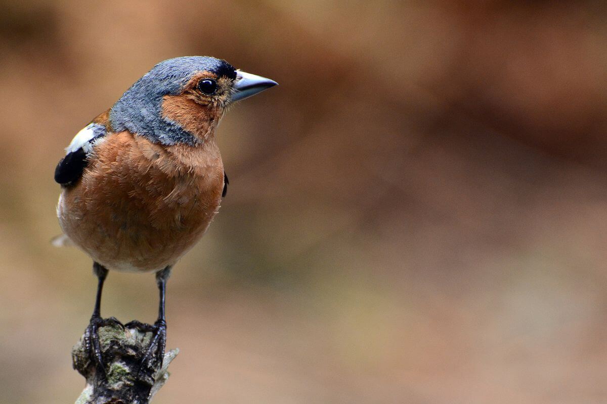 birds in england