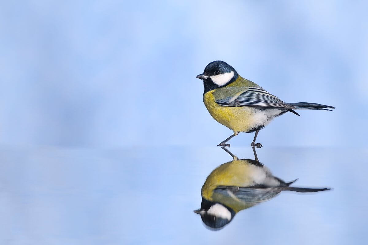 garden birds in england 