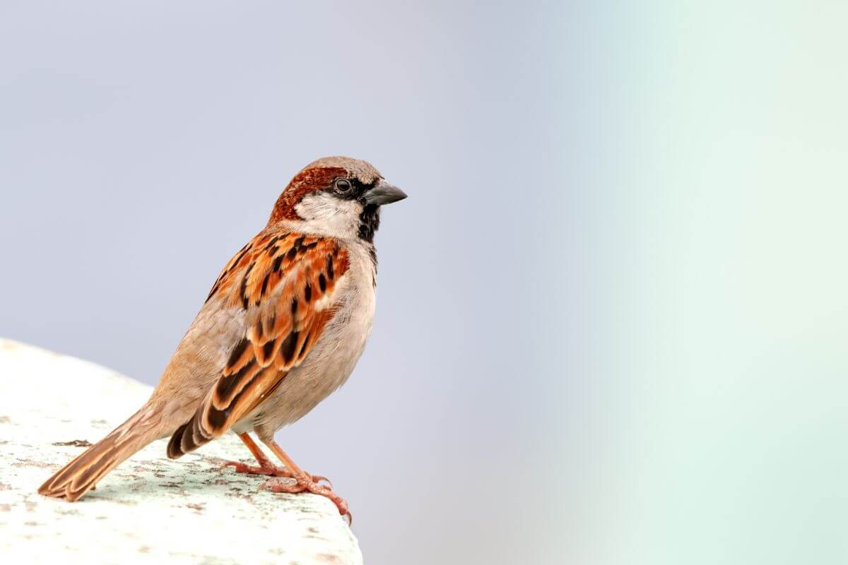 garden birds in england