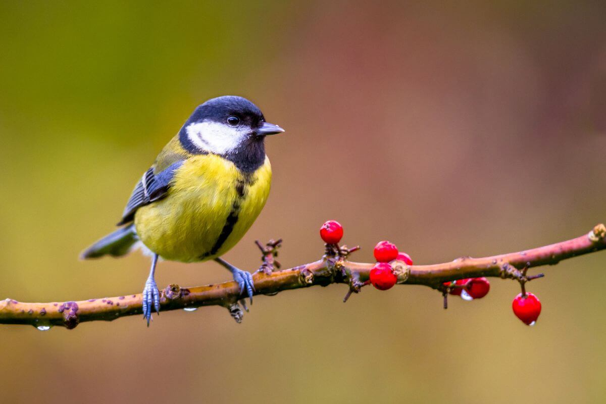 garden birds england