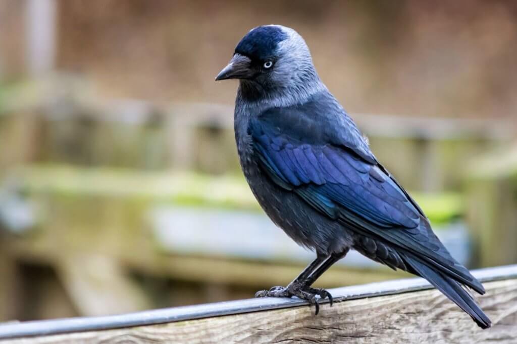 garden bird in england