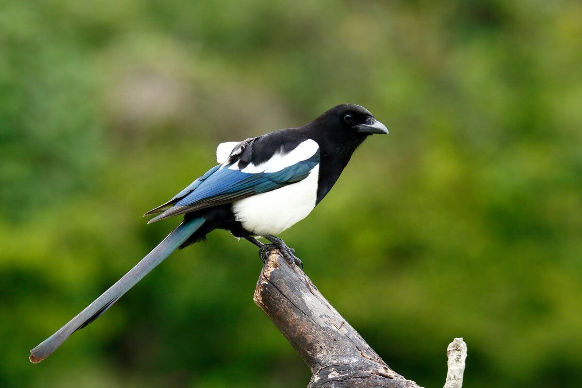 england magpie