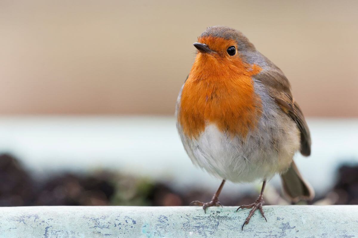 birds england