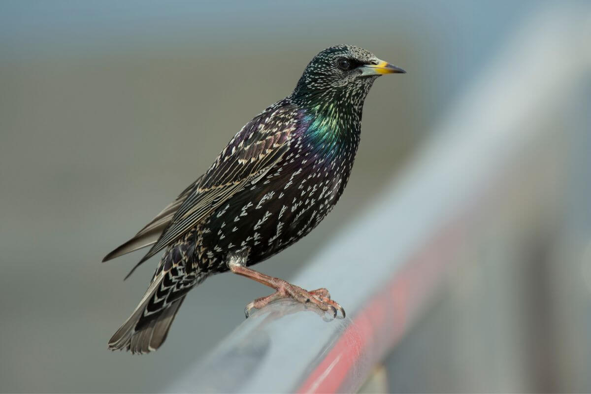 starling birds in england