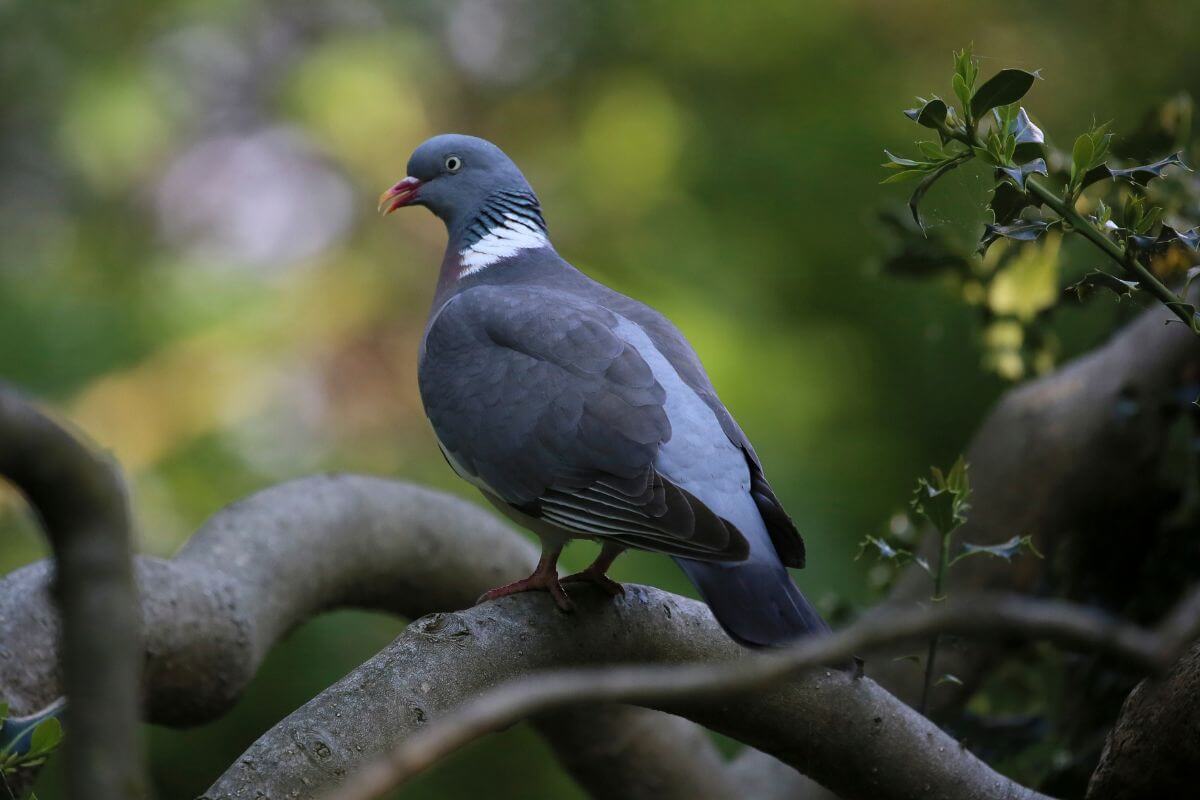 pigeons in england