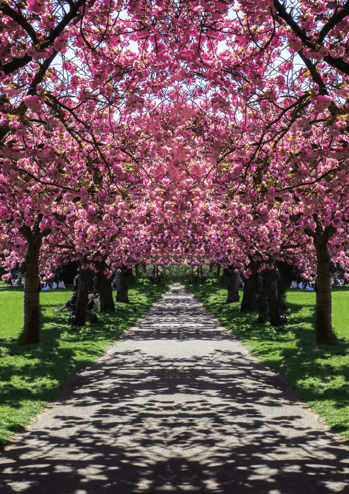 Cerisiers en fleurs, mars
