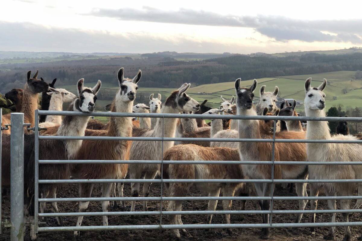 Meet the Nidderdale Llamas on a Harrogate day out