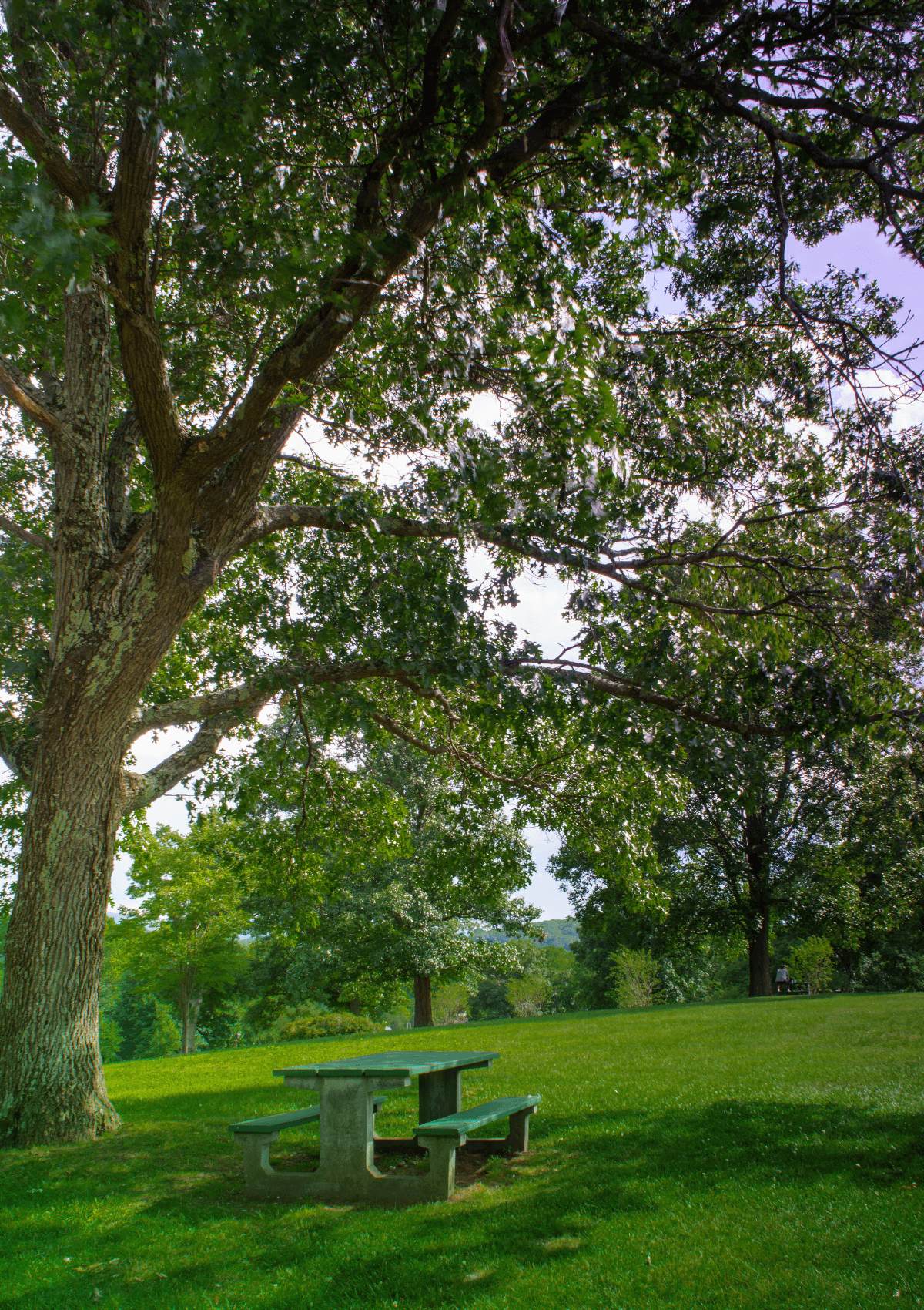 Picnic area in the park 