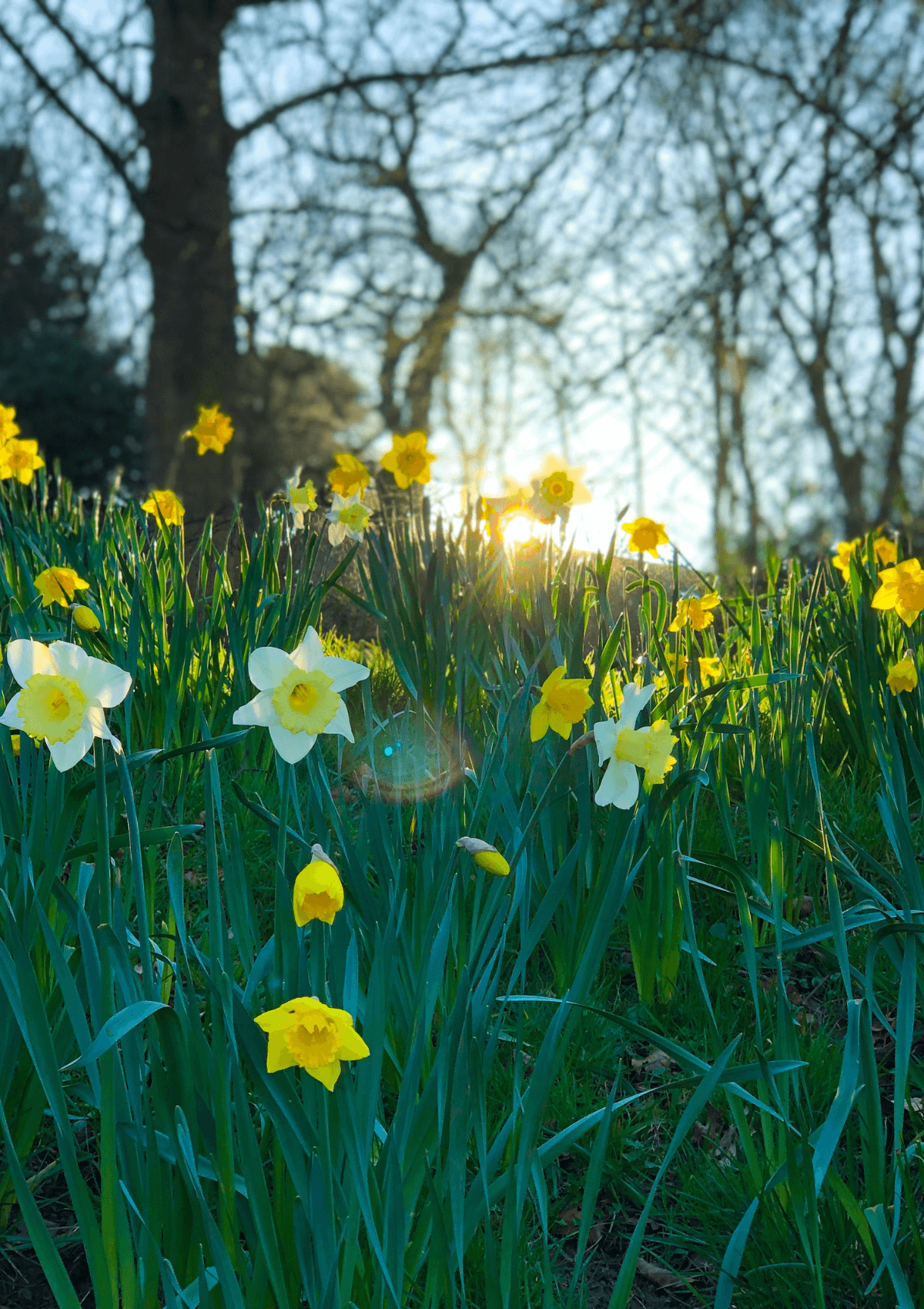 Daffodils 