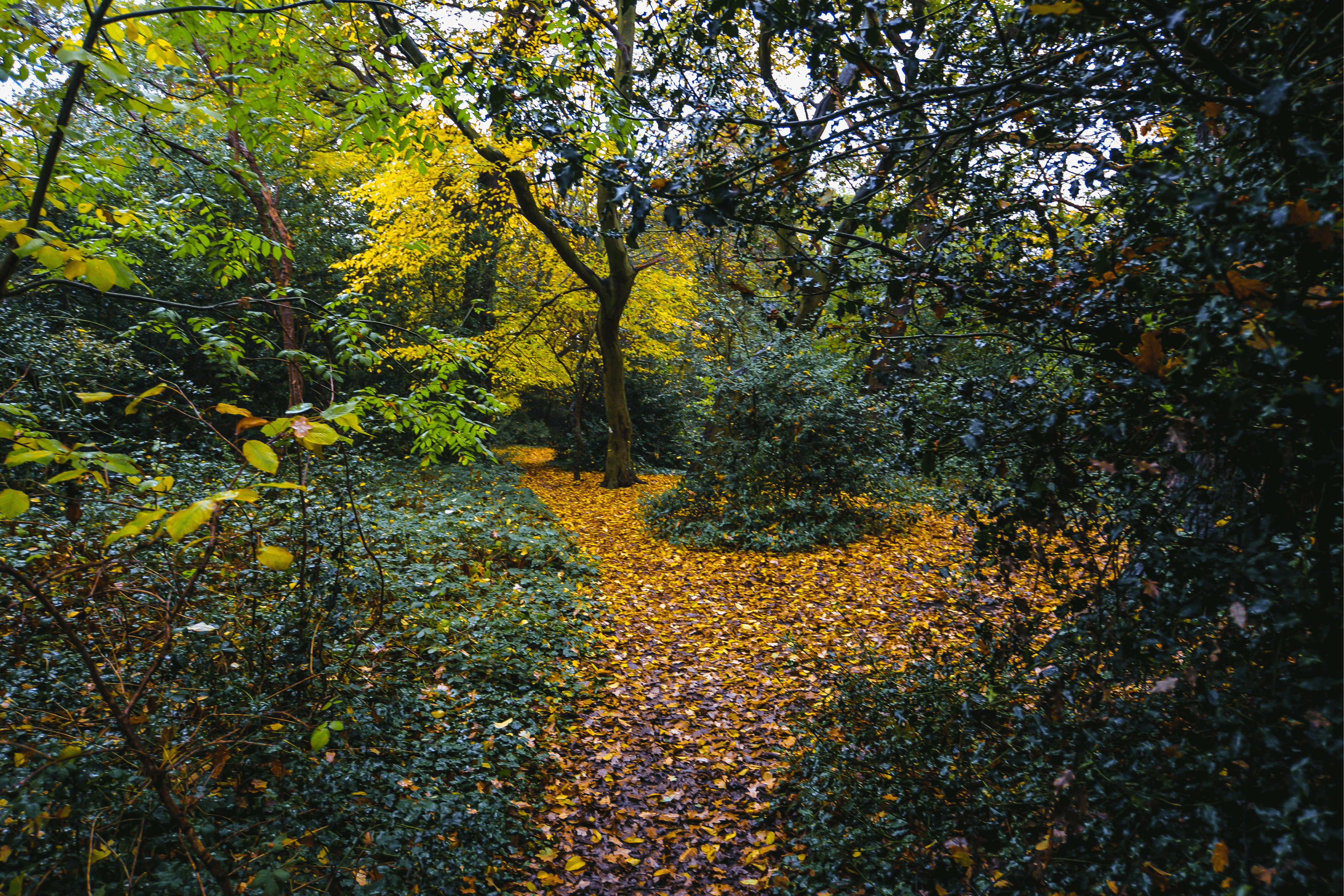 Best walks in Epping Forest, England