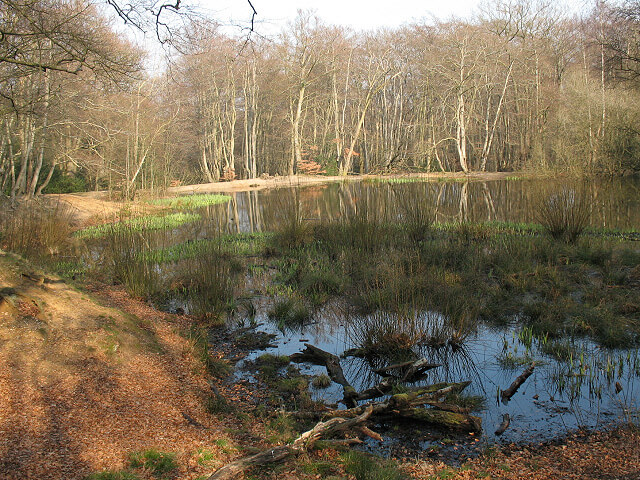 The Lost Pond (Blackweir Pond), Epping Forest, England