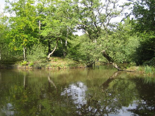 Strawberry Hill Ponds and Earl's Path Pond, Epping Forest, England