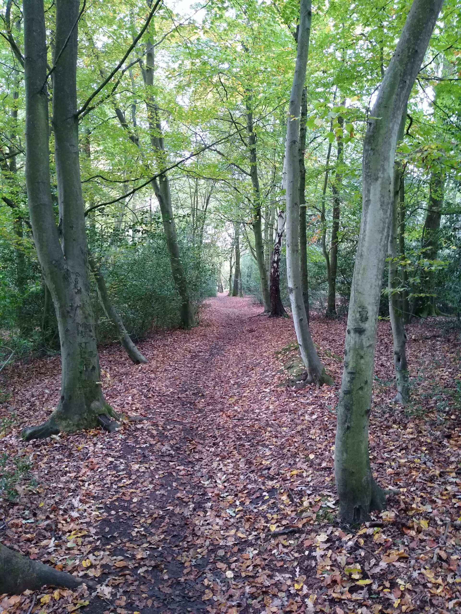 Oak Trail, Epping Forest, England