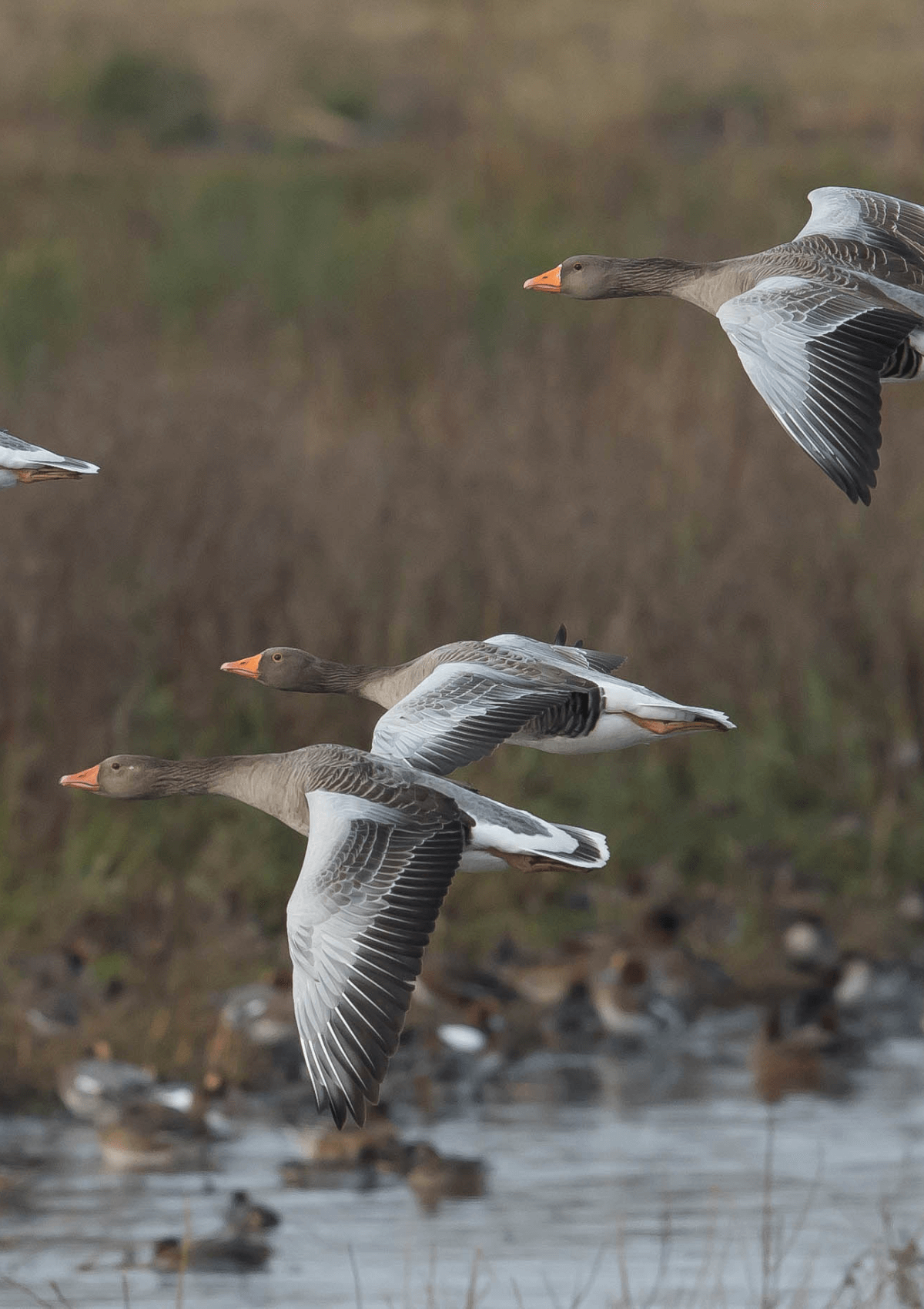 Lee Valley Wild Fowl walk, Epping Forest, England