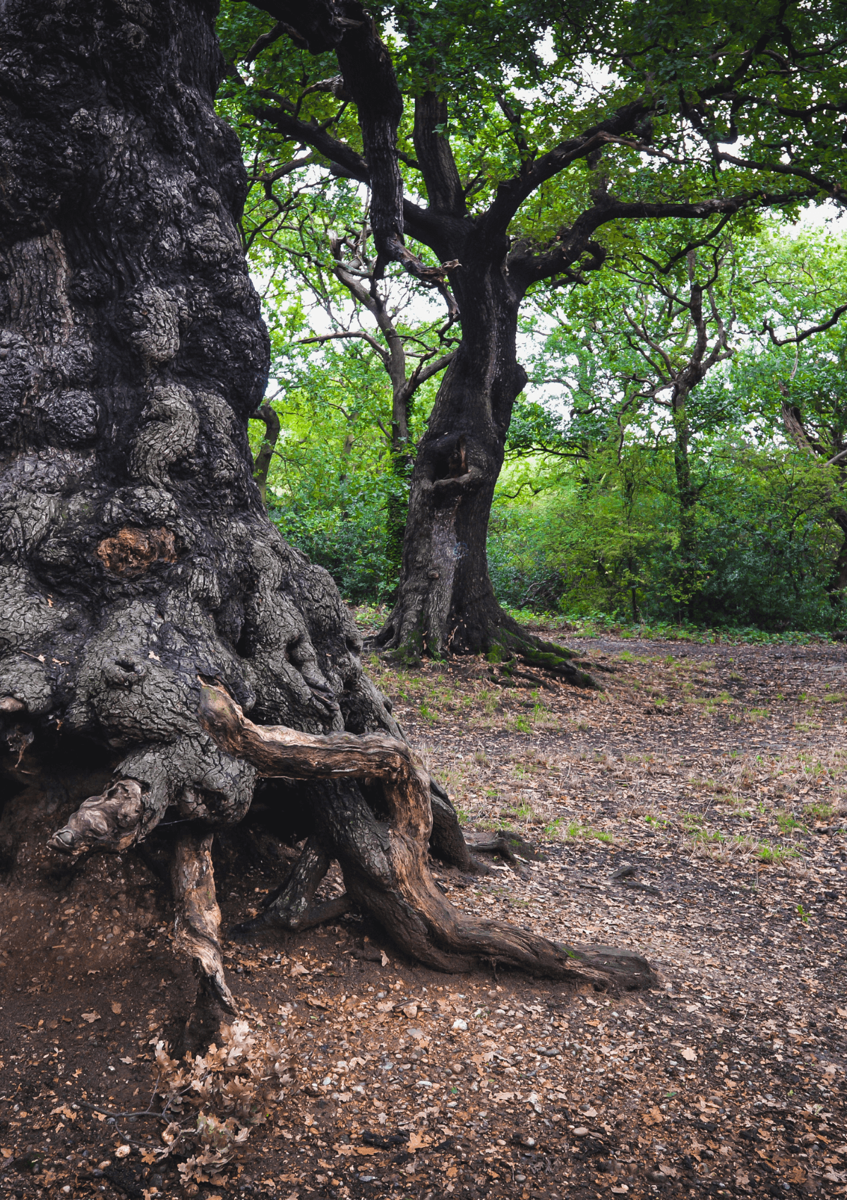 Lime Tree Trail, Epping Forest, England