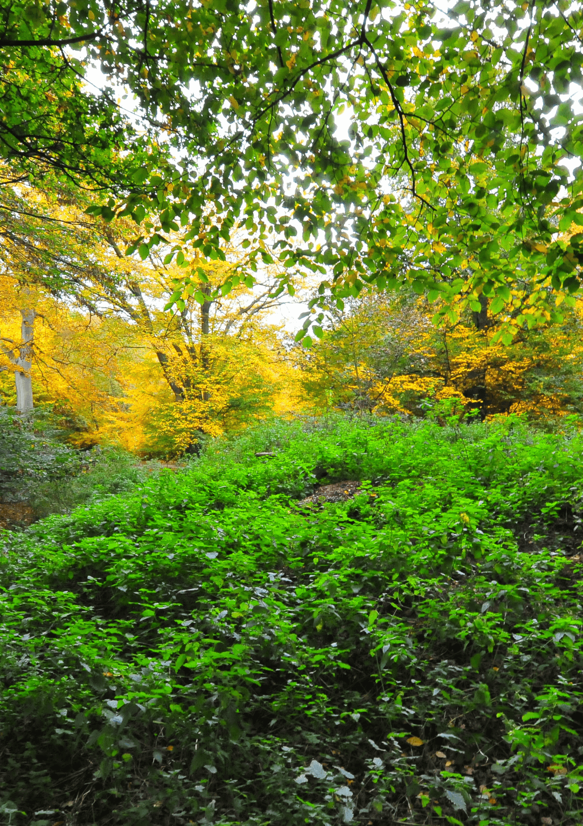 Chestnut Trail, Epping Forest, England