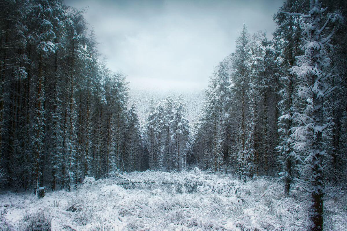 Whinlatter Forest in winter