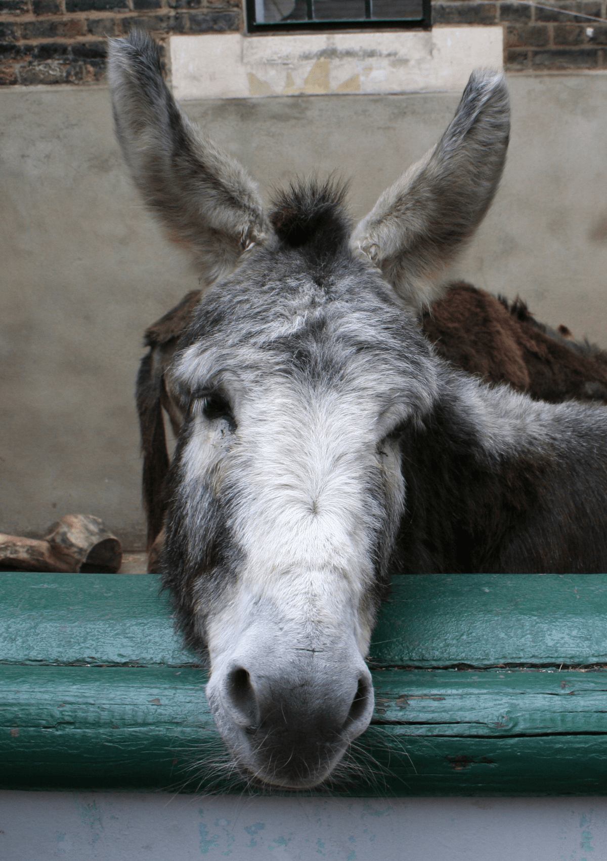 Vauxhall City Farm, London, England 