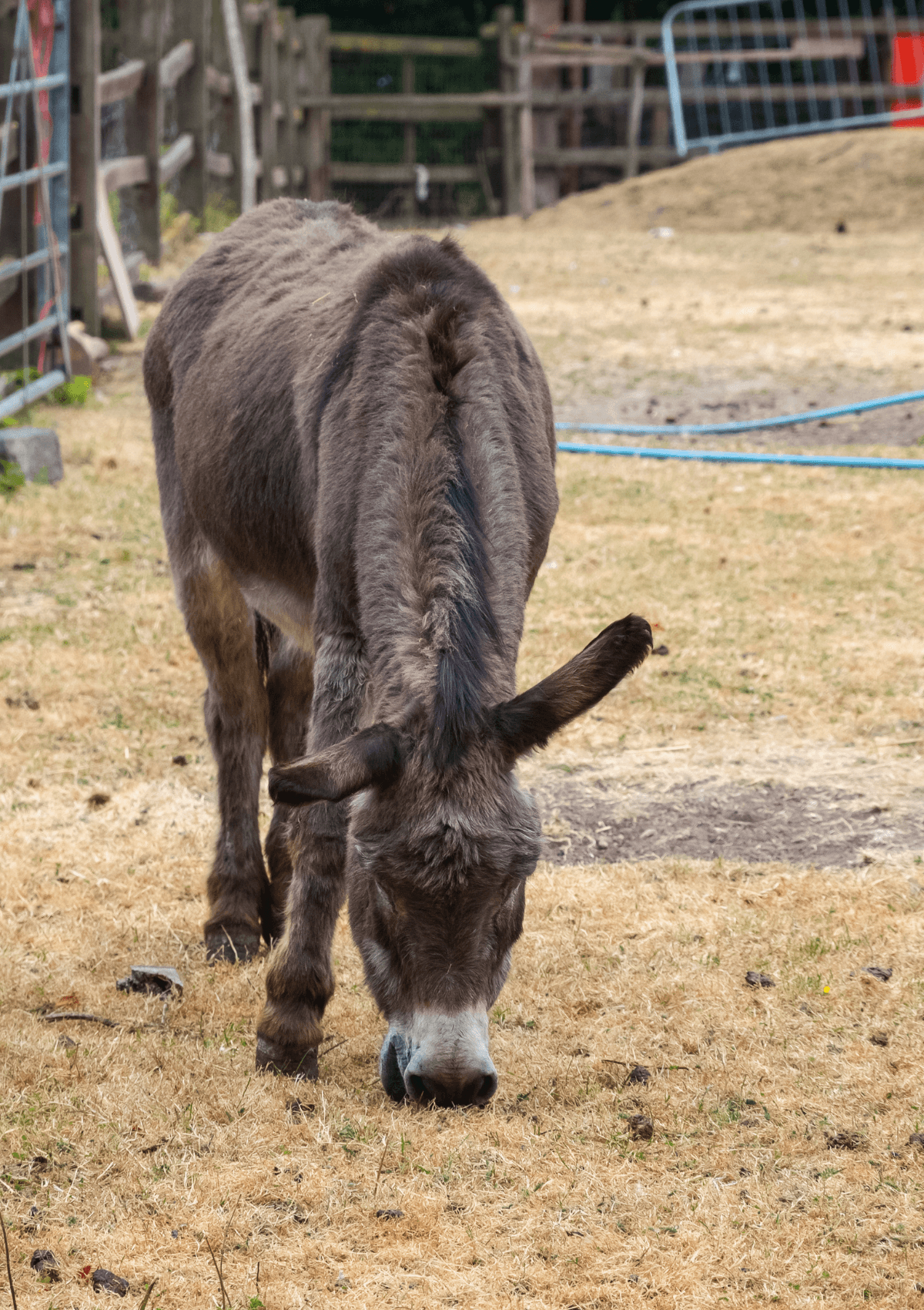 Hackney City Farm, London, England