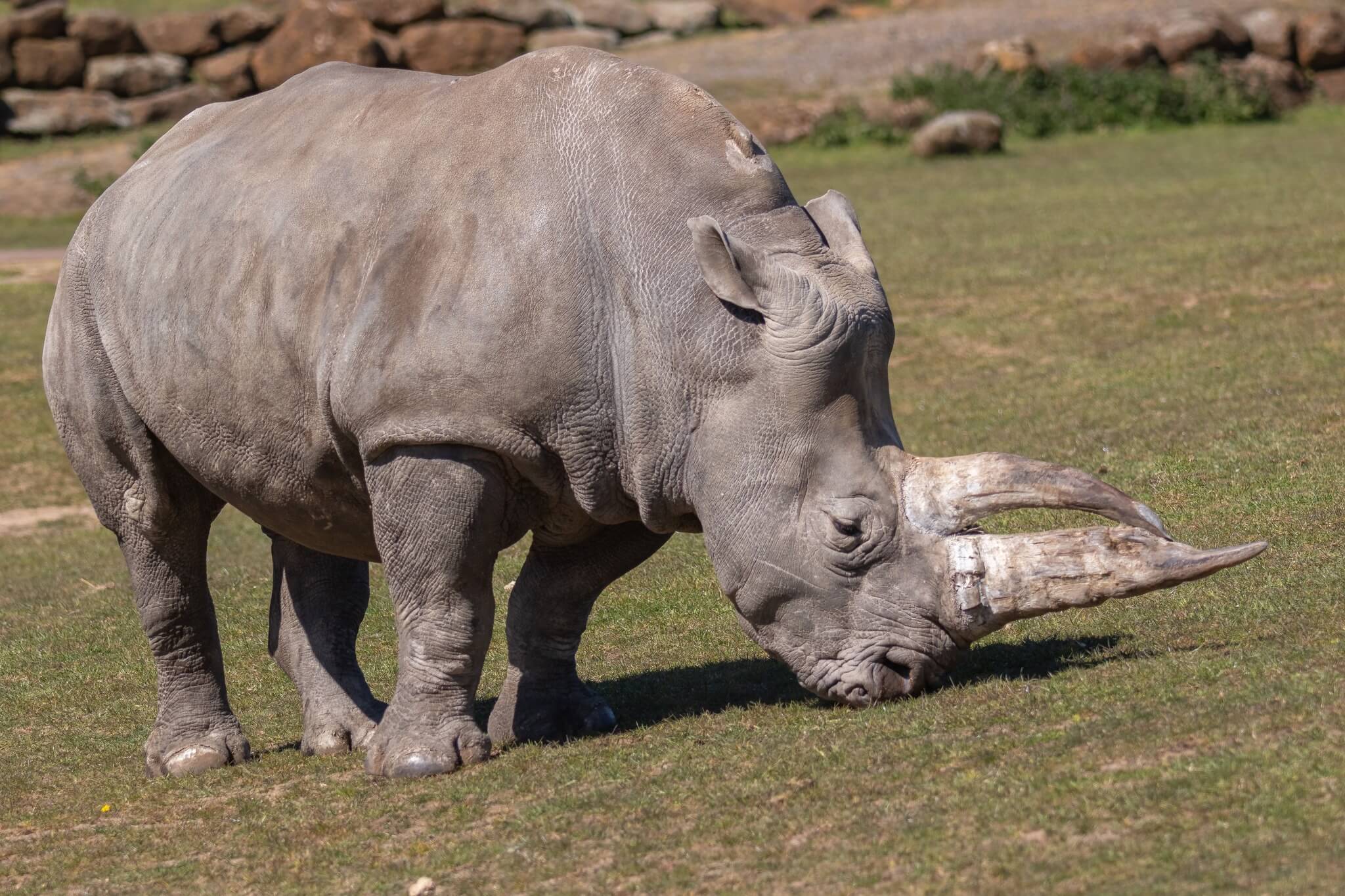 Africa Alive Zoological Reserve