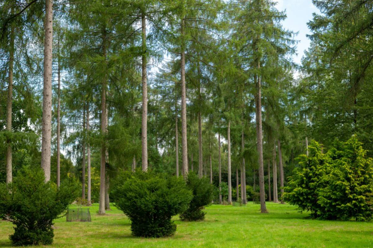 Arboretums in England