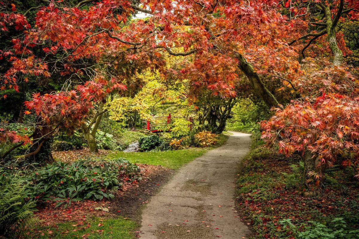 Batsford Arboretum in England