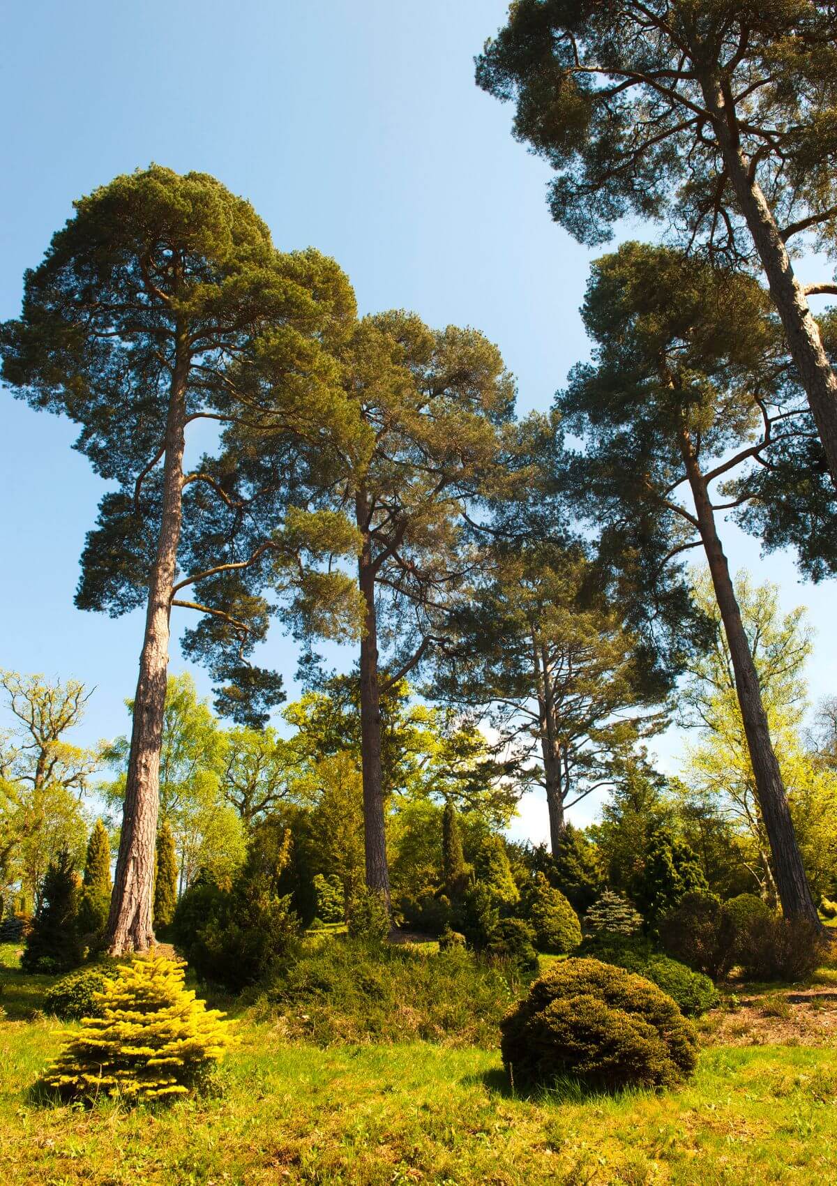 Bedgebury National Pinetum and Forest in England