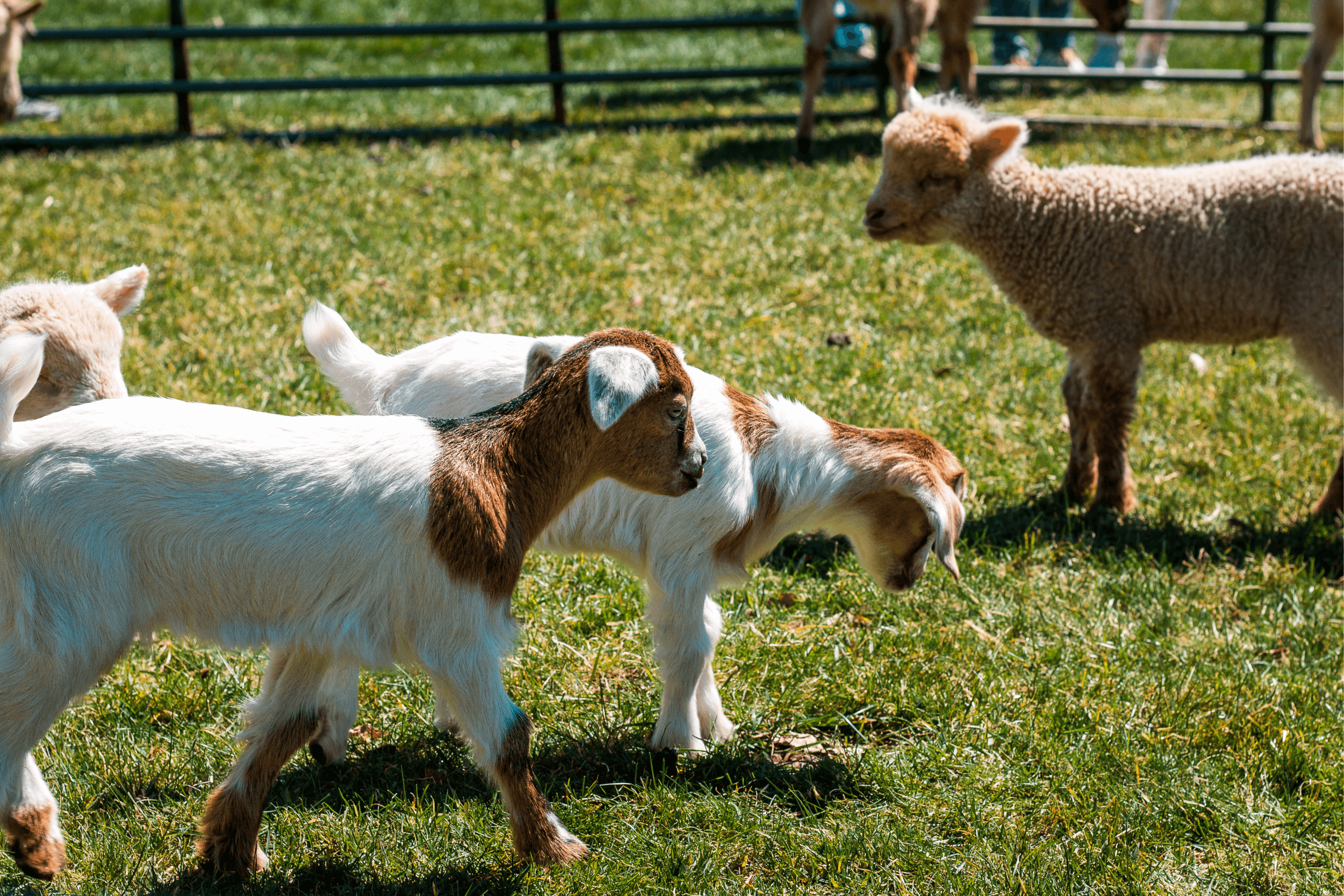 Best farms in London