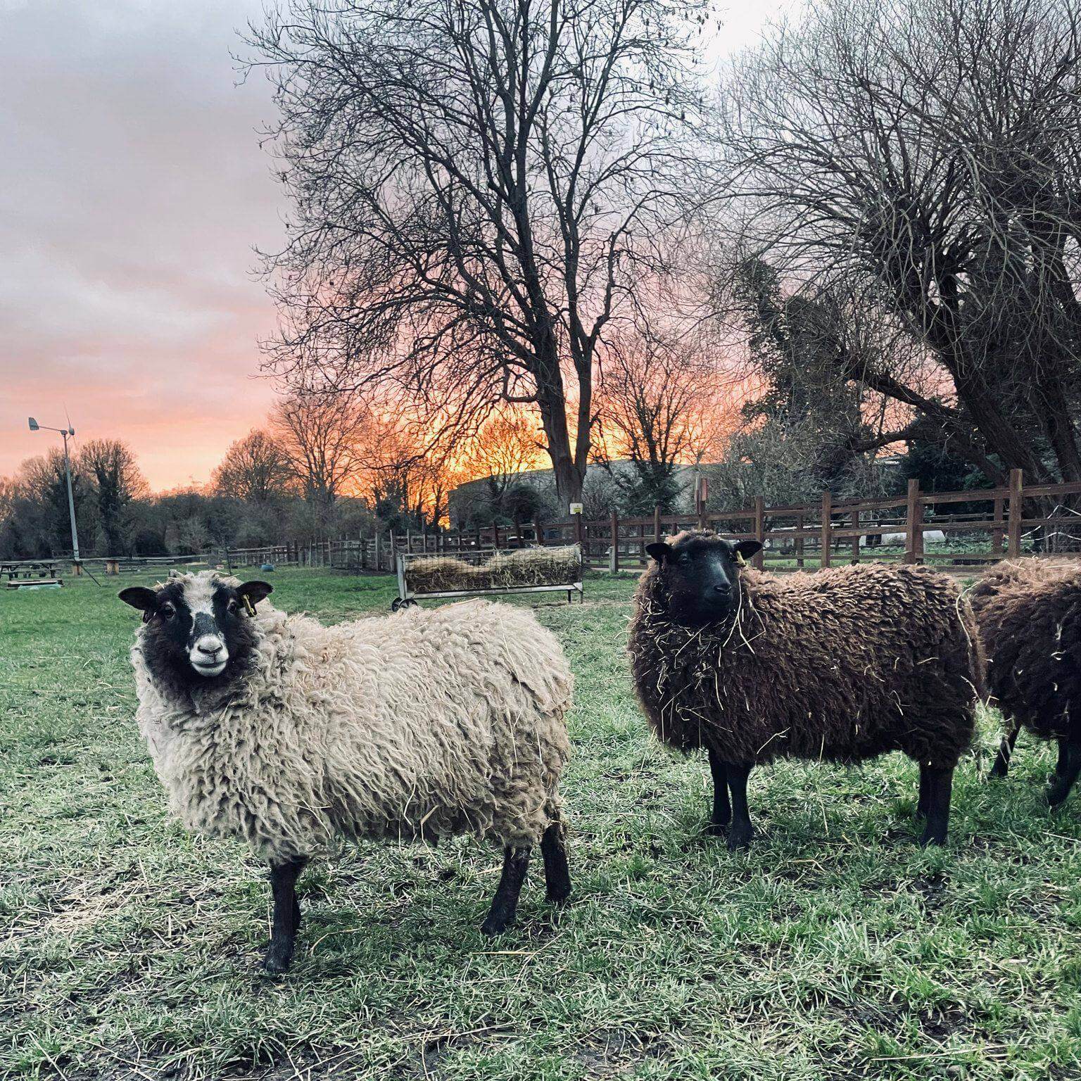 Deen City Farm, London, England