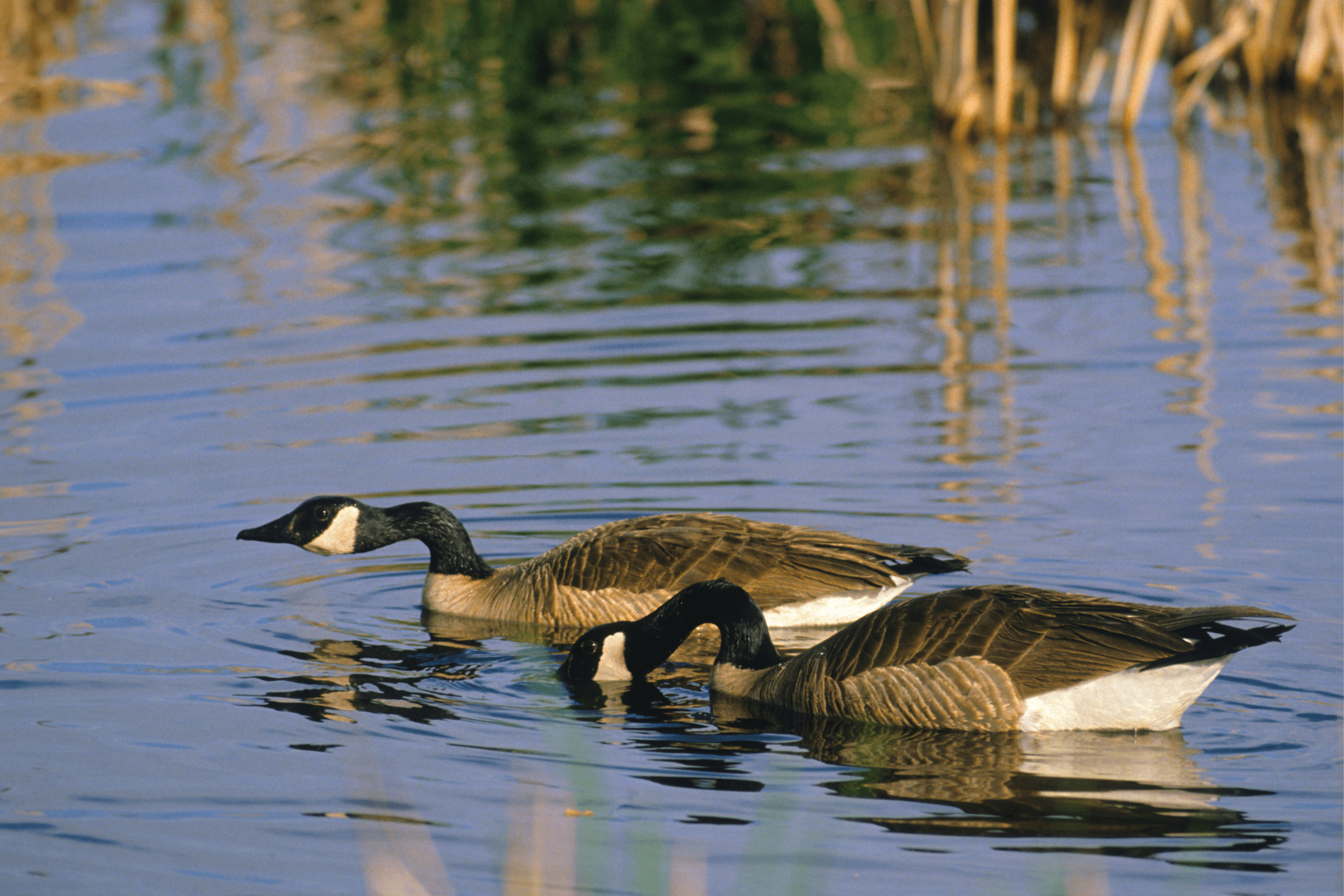 Day Out Guide to Lightwater Country Park