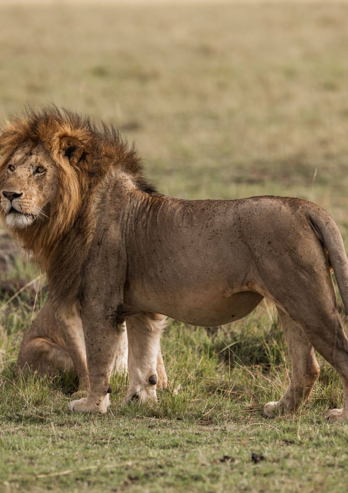 England safaris in spring