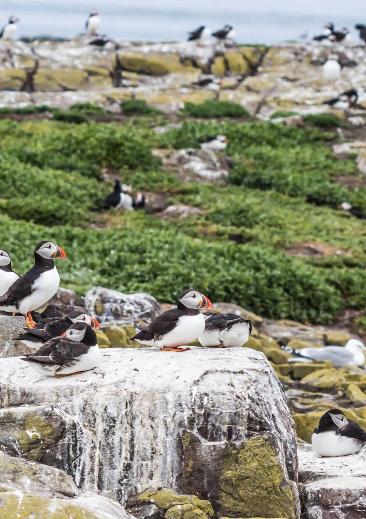 Farne Islands off the cost of Northumberland