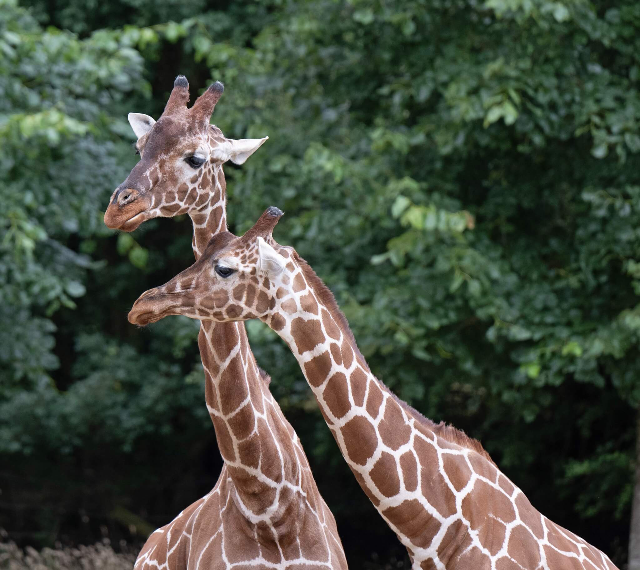 Banham Zoological Gardens