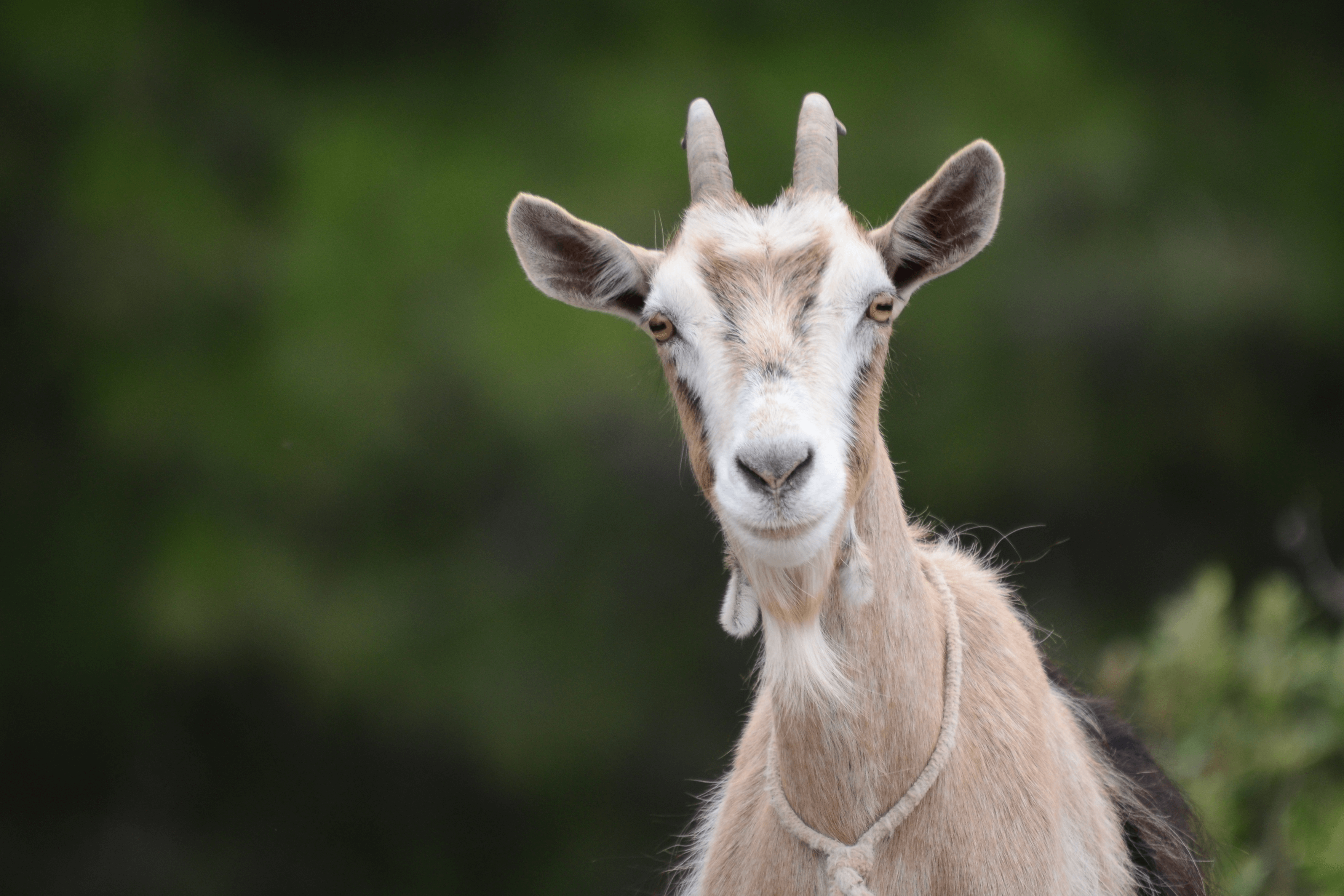 Goats at Lightwater Country Park