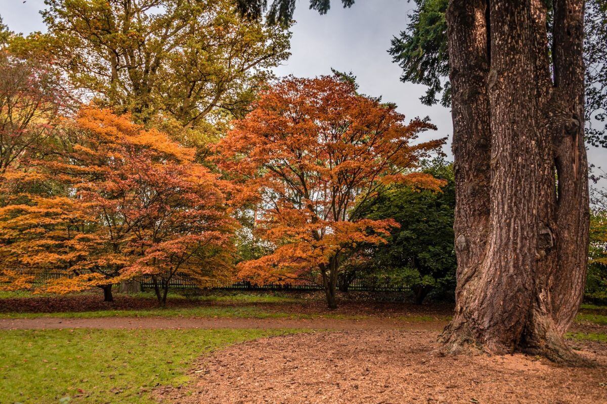 Harcourt Arboretum in England