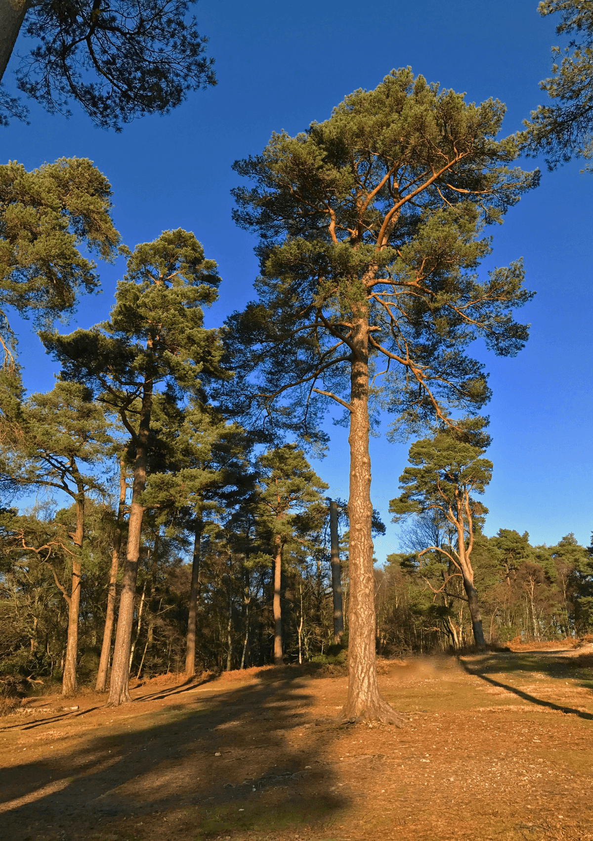 Leith Hill, Surrey, England