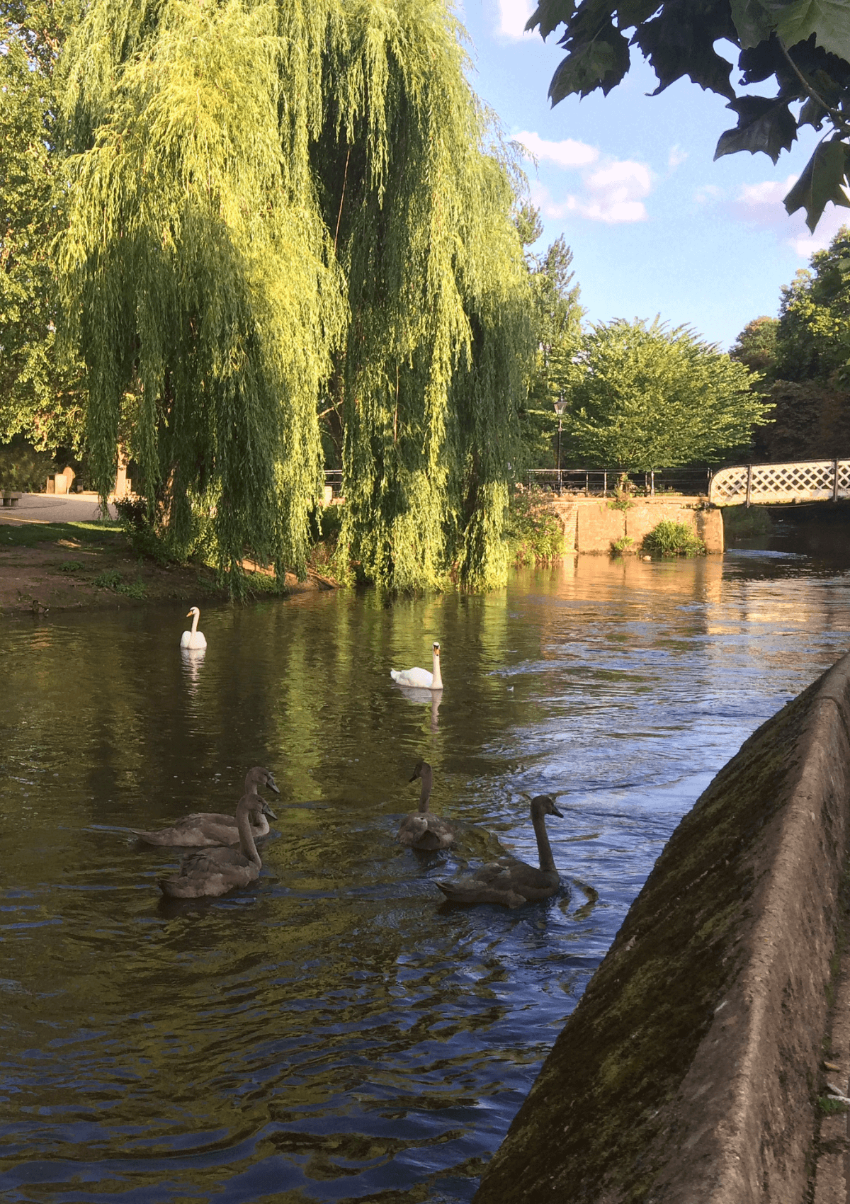 River Wey, Guildford 