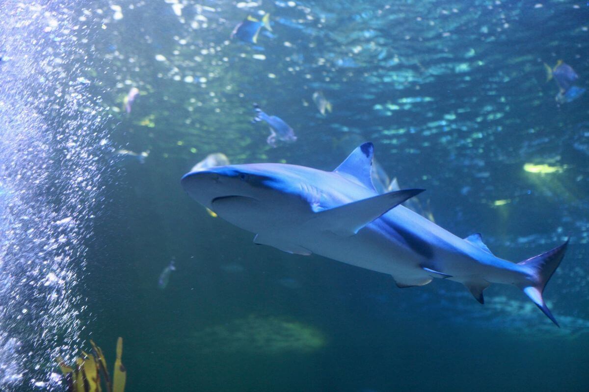 SEA LIFE Blackpool