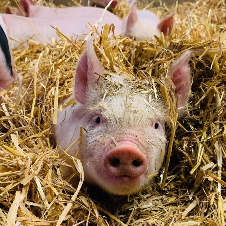 Surrey Docks Farm, London, England