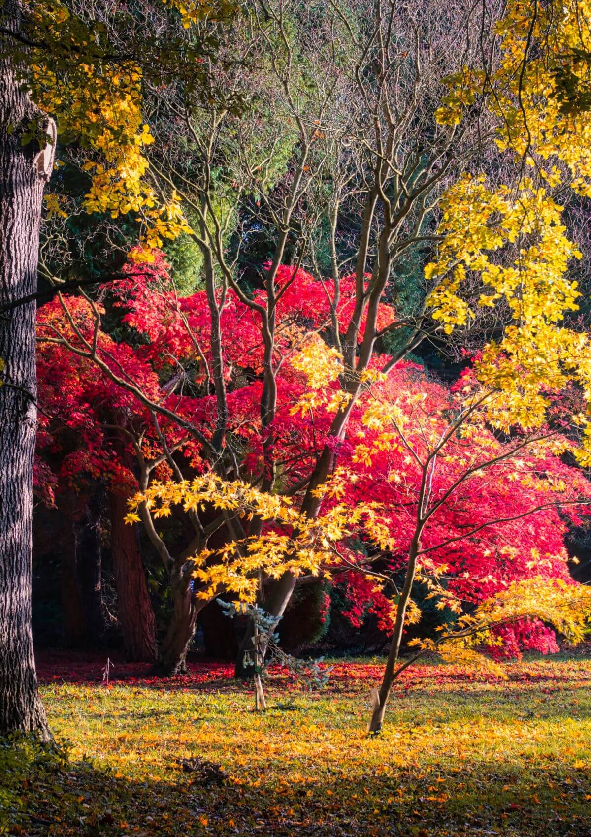 Thorp Perrow arboretum in England