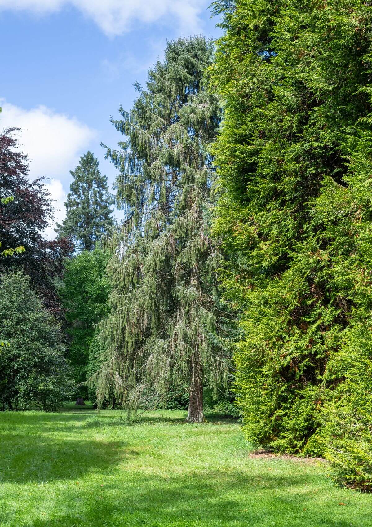 Westonbirt National Arboretum in England