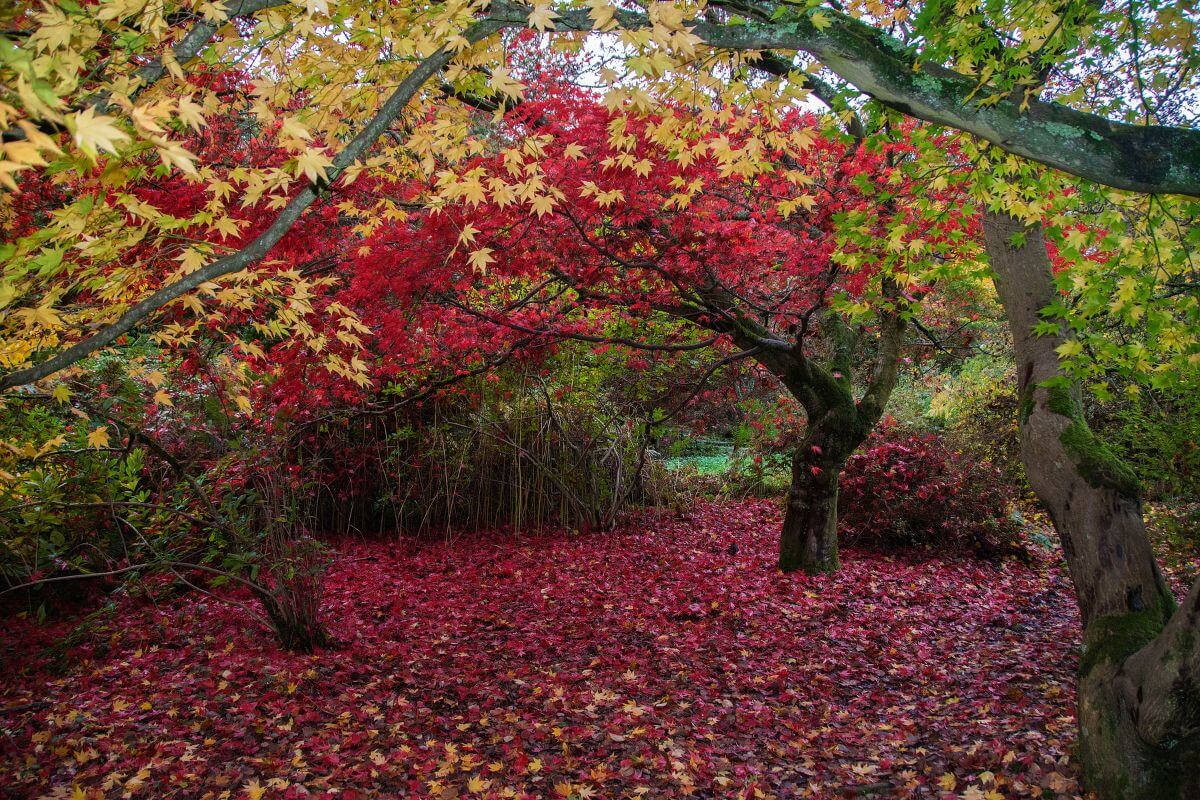 Winkworth Arboretum in England