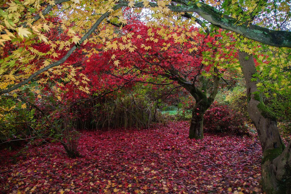 10 Best Arboretums in England for a Wholesome Day Out 